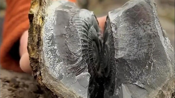 Amazing fossils—this is how snails are really designed!