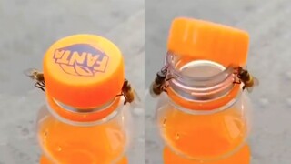 Moments of Animal Genius That Will Amaze You!