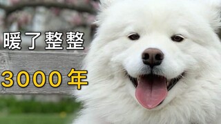 扒一扒微笑天使萨摩耶，它暖了整整3000年