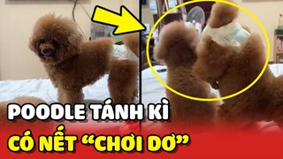 Chiếc Poodle có cái nết HÈN HẠ và CHƠI DƠ nhất trong gia đình 😂 | Yêu Lu