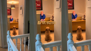 สุนัขที่ยอมรับการสัมภาษณ์อย่างดี