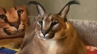 Ketika kamu menggunakan tanganmu untuk menyentuh punggung lynx, ia akan memutar kepalanya dan menunj