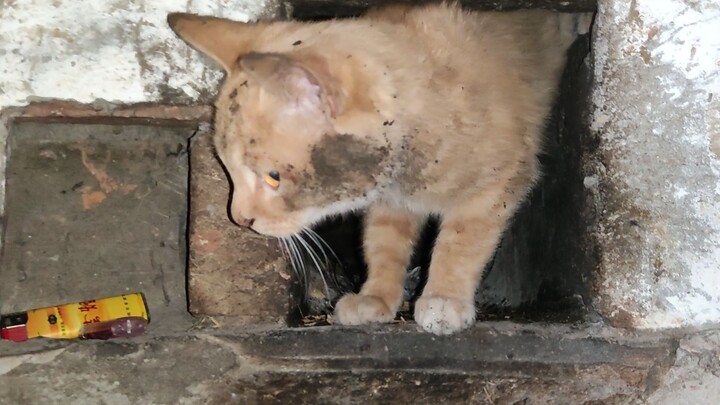 A Rural Kitten's Winter