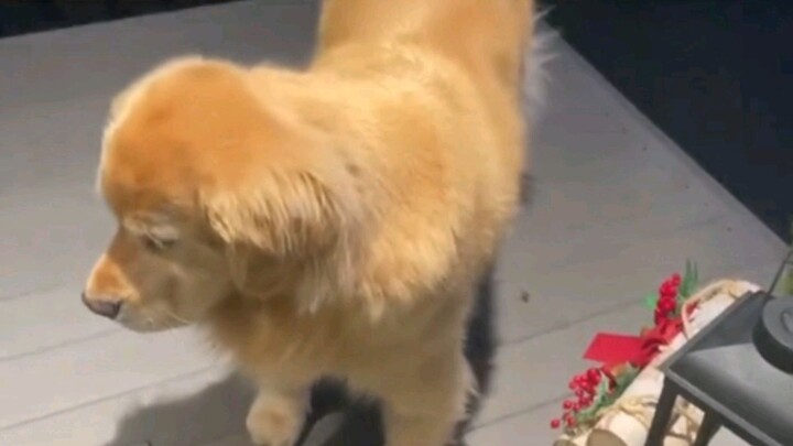 لا تقلقي يا أمي، هذا الجرو سوف يشفى.