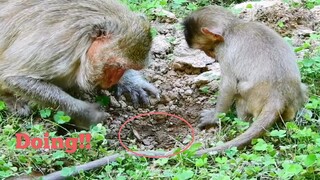 Wow!! What Mama Monkey Doing With Baby?, Old Monkey Butter And Baby Try Extra Food