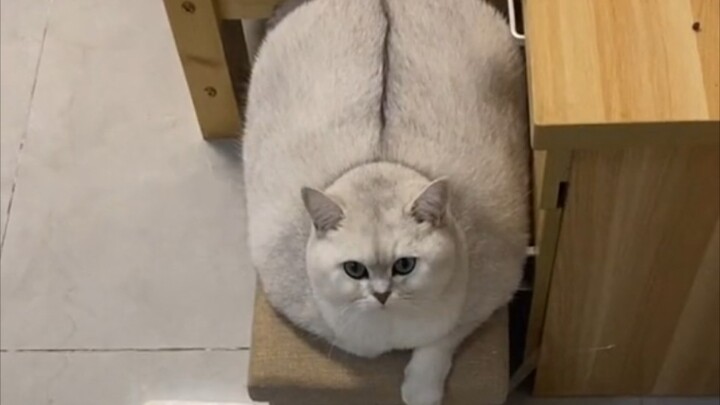 นี่คือแมวหรือหมู?