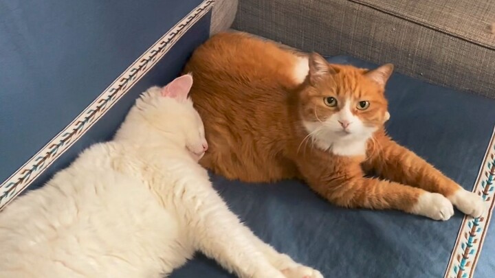 Apa reaksi Xiao Mi dan Da Mi saat baru bangun tidur dan melihat Bibi Jiang?