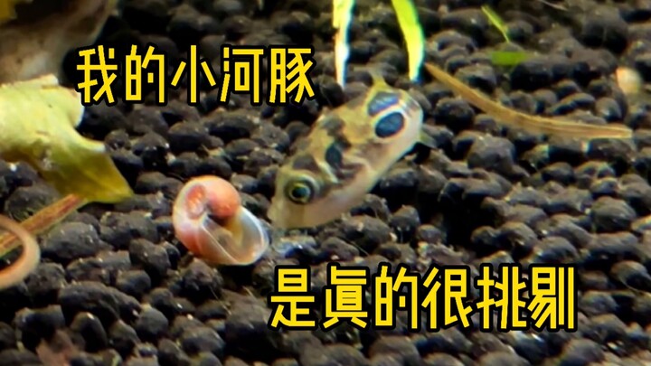 Ikan buntal kecilku memang sangat pemilih～