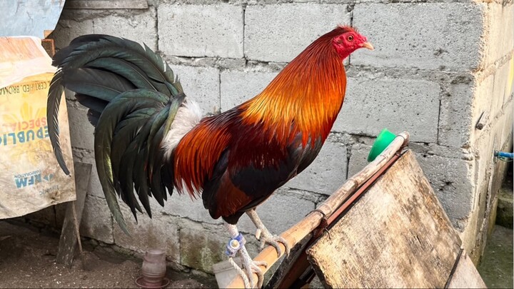 Minis 1.3 partida kanan vs. Texas mid station 1.7 #Sabong #Bantam #Standardbantam