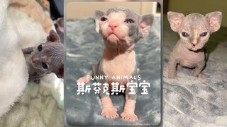 Để phòng trường hợp mọi người chưa từng thấy em bé Sphinx
