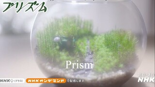 Prism (2022) ep 1 eng sub 720p