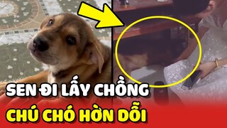 Chú chó TRỐN vào 1 góc KHÓC, hờn dỗi vì Sen đi LẤY CHỒNG ❤️ | Yêu Lu