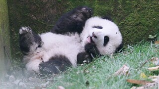 【Panda】Who Left Their Fluffy Toy Here?