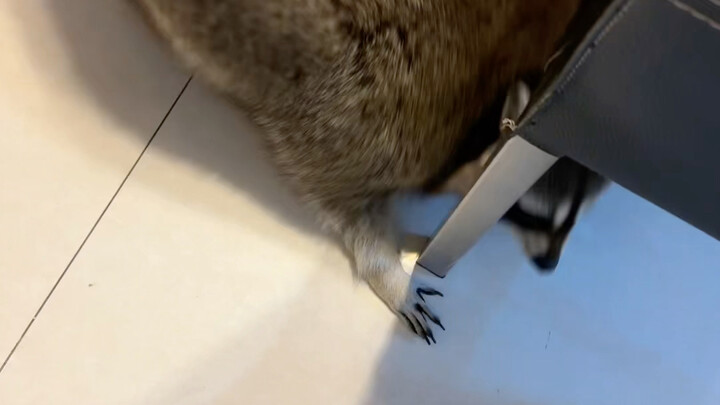 Saat rakun bahagia, mereka akan menerkammu untuk bermain