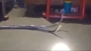 Viral video Two snakes scary clip