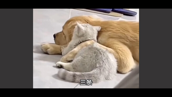 แมวเหมียวหมาตัวน้อยดีที่สุดในโลก!