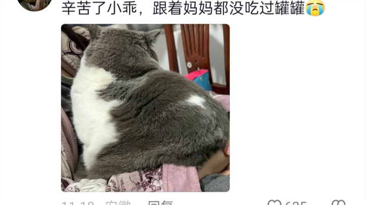 Ternyata cinta itu selalu terasa seperti berutang, tapi ngomong-ngomong, kucing kecil seberat satu t