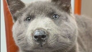 比起网上的可爱猫猫，我更喜欢这种边角料猫猫！