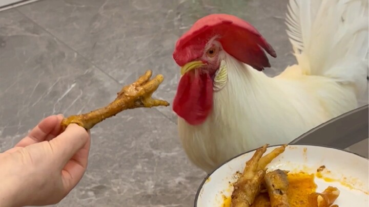 Chirp Chirp Eating Chicken Feet
