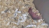 hamster litter