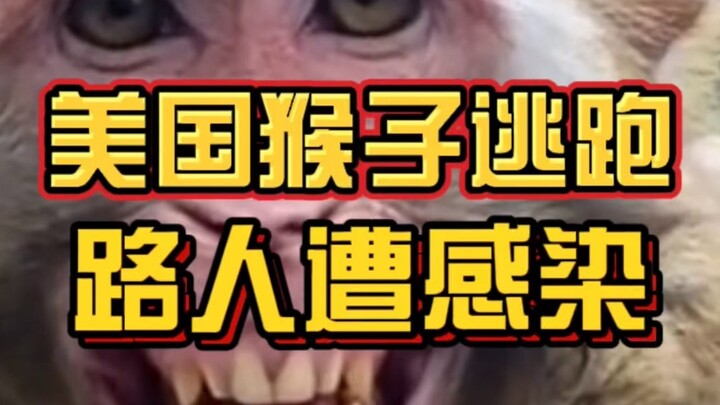 100 con khỉ thí nghiệm ở Mỹ bị lật xe! 3 con đã bị bắt lại, 1 con mất tích không rõ tung tích! Người