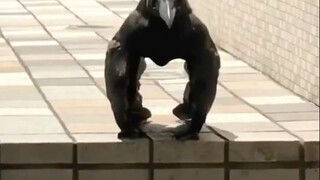 อีกา: ภายใต้รูปลักษณ์สีดำสนิทนั้น ล้วนเป็นผลผลิตแห่งปัญญา