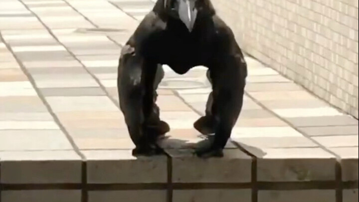 Raven: Beneath its jet-black exterior lies a treasure trove of wisdom.