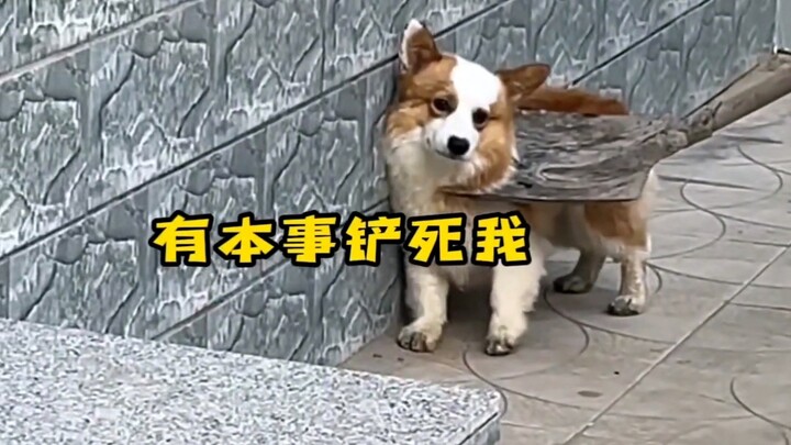 Doggy: “So what, what else can I do?”