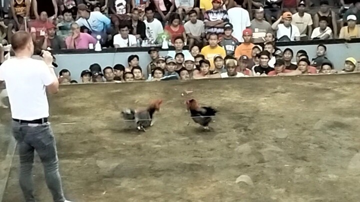 Manok Pinas