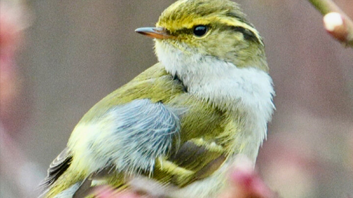 โอ้ย! นกจิ๋วแสนเชื่องระดับมหากาพย์! โอ้ย! นกจิ๋วแสนเชื่องระดับมหากาพย์! โอ้ย! นกจิ๋วแสนเชื่องระดับมห