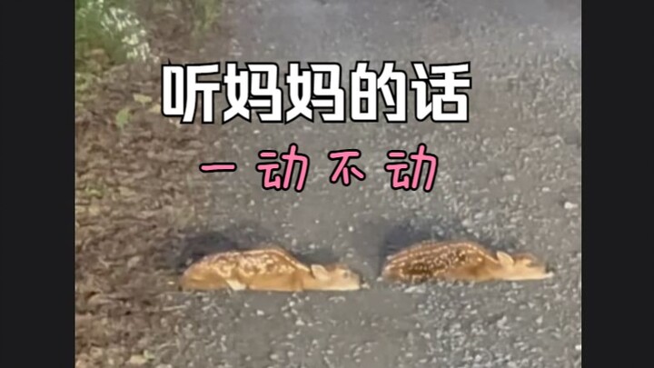 【动物治愈】呆萌鹿宝宝的紧急避险策略