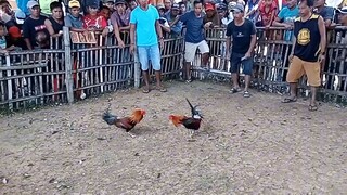 2panalo  talo sa papoli😲😲😲😲😲😲