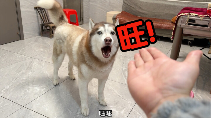 My husky says you’re gonna be super lucky this year!