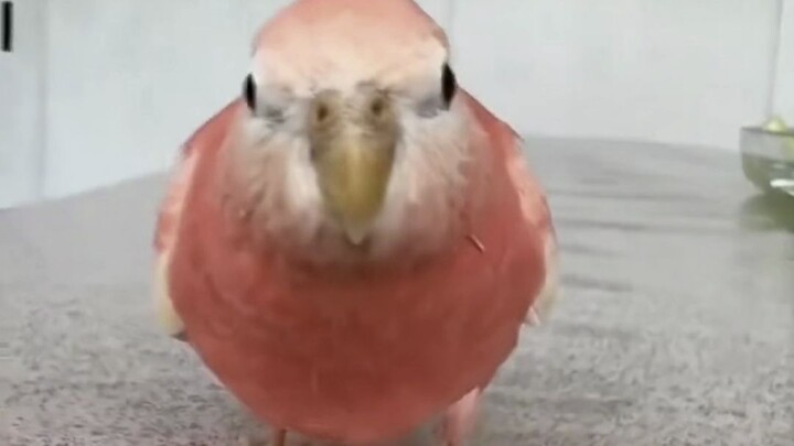 Big Bird TV