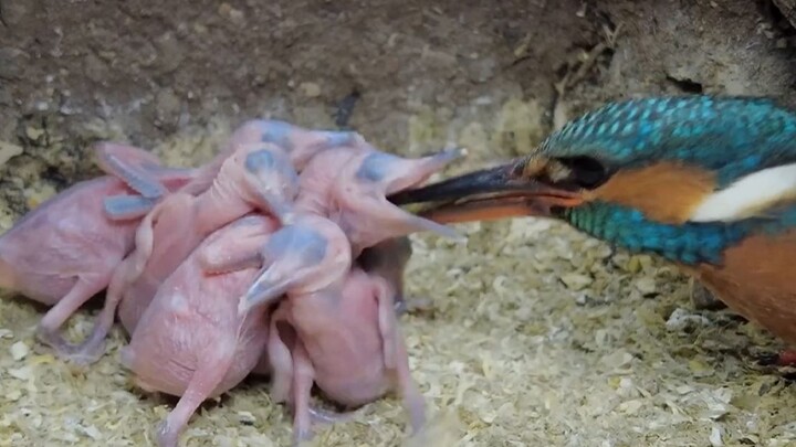 Bagaimana pasangan burung layang-layang yang telah bercerai bersama-sama membesarkan anaknya?