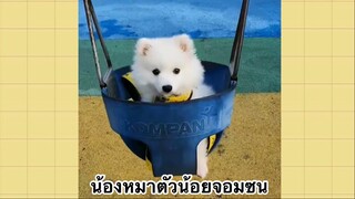 เพื่อนตัวน้อย สัตว์เลี้ยงแสนซน : น้องหมาตัวน้อยจอมซน