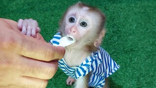 Feeding baby monkey Mino yogurts