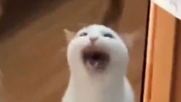 【Dubbing Hewan】Cepat kasih aku makan!!!!