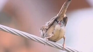 Chú chim nhỏ đang làm gì vậy?