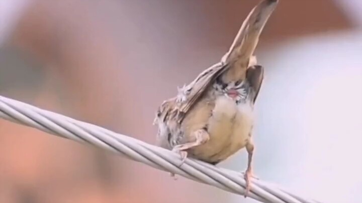 小鸟在做什么？