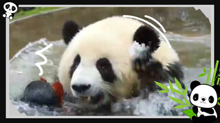 Dancing Pandas