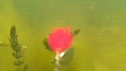 Full HD Underwater Action: Bass Strikes on a Lure