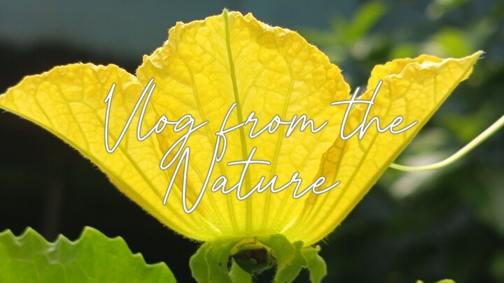 Vlog from the Nature 02