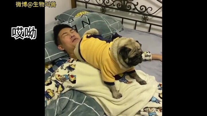 当你养了只爱放屁的狗子