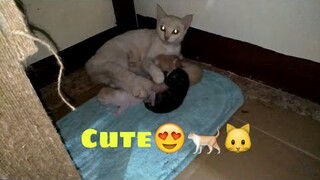 Tisoy new born babies 😻