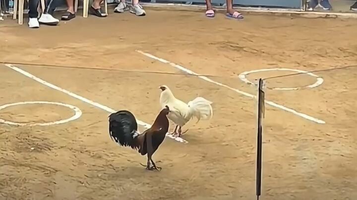 pure white ni idol Patrick antonio