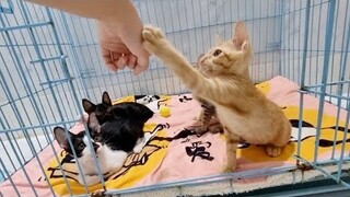 Ngầu đẻ con dùm thiên hạ (Tiếp theo #102)