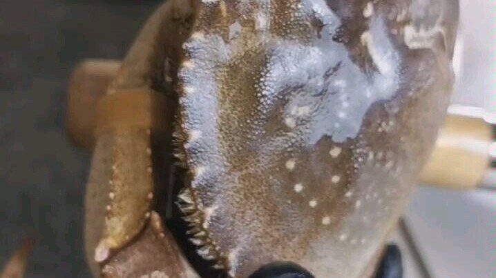 Há cảo nhỏ mộc mạc, không cầu kỳ