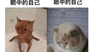 ภาพไว้อาลัยประจำวัน 3.0