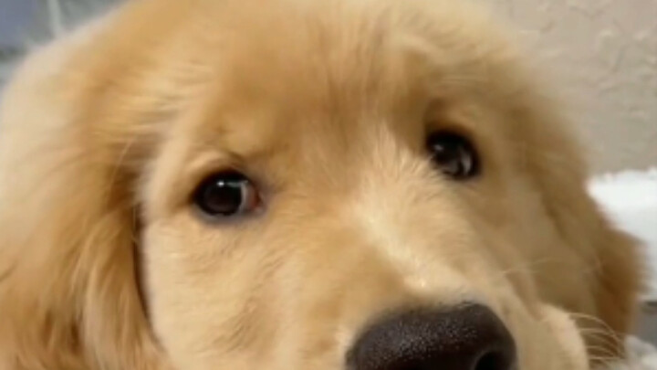 How many times does it take to flick a puppy's nose to make your puppy angry?